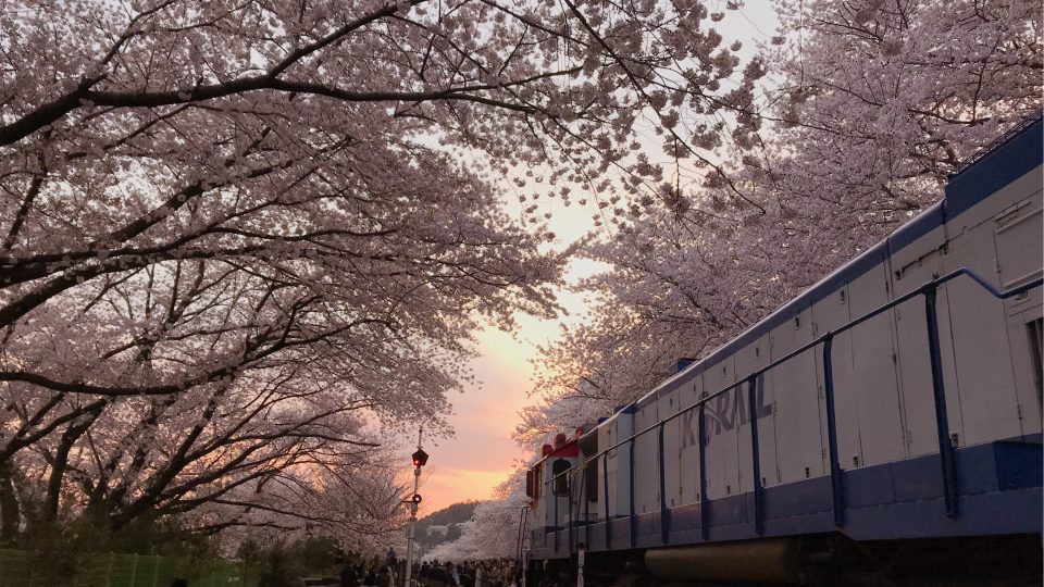 Travel From Busan To Jinhae Cherry Blossom Festival | Zanne Xanne’s Travel Guide