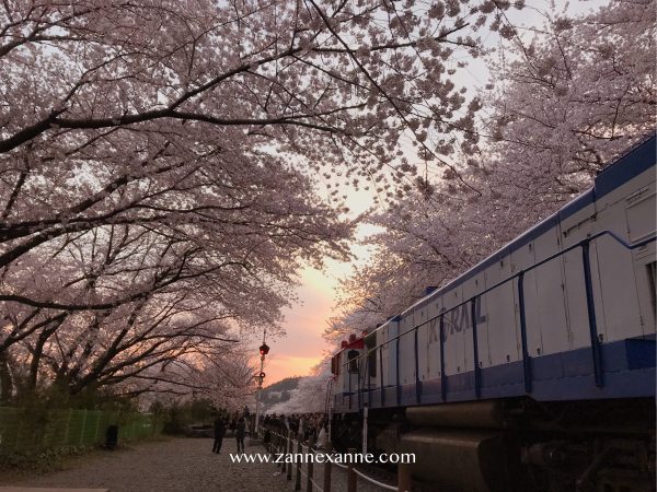 Travel From Busan To Jinhae Cherry Blossom Festival | Zanne Xanne’s Travel Guide