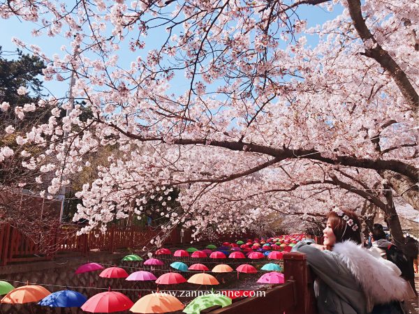 Jinhae Cherry Blossom Festival | Zanne Xanne’s Travel Guide