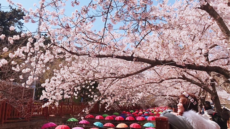 Jinhae Cherry Blossom Festival | Zanne Xanne’s Travel Guide